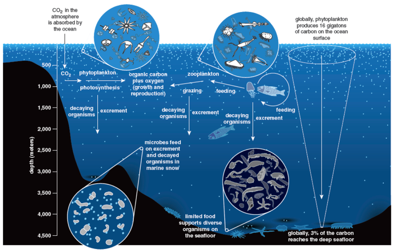 Illustration for article titled The ocean floor is like a rainforest where feces and dead animals rain from the sky